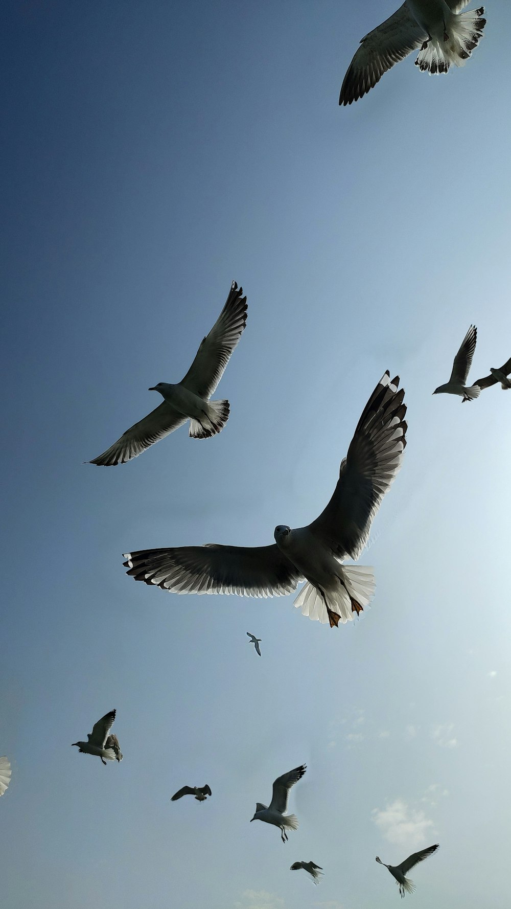 a flock of birds flying through a blue sky