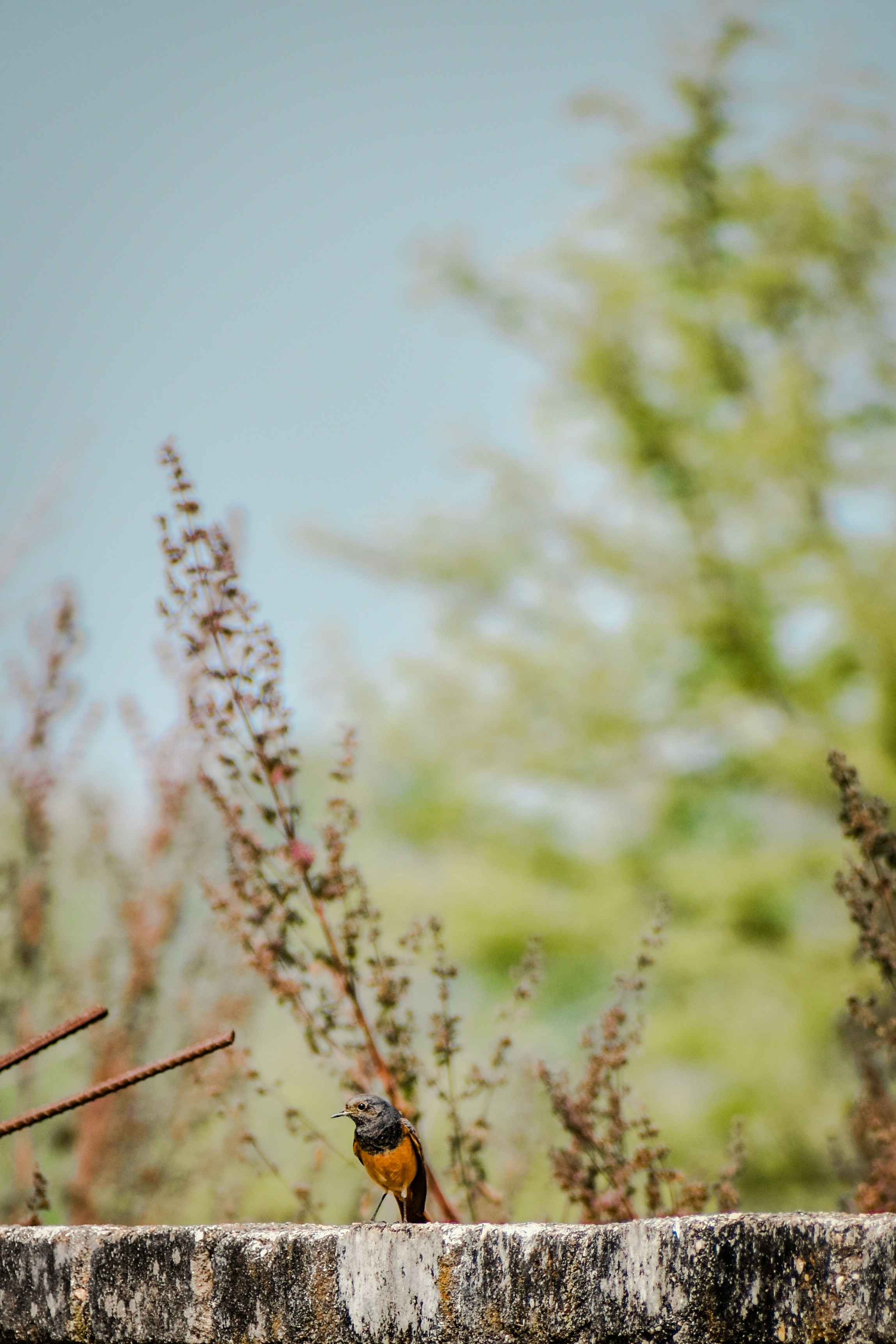 Photo by aashutosh_varma