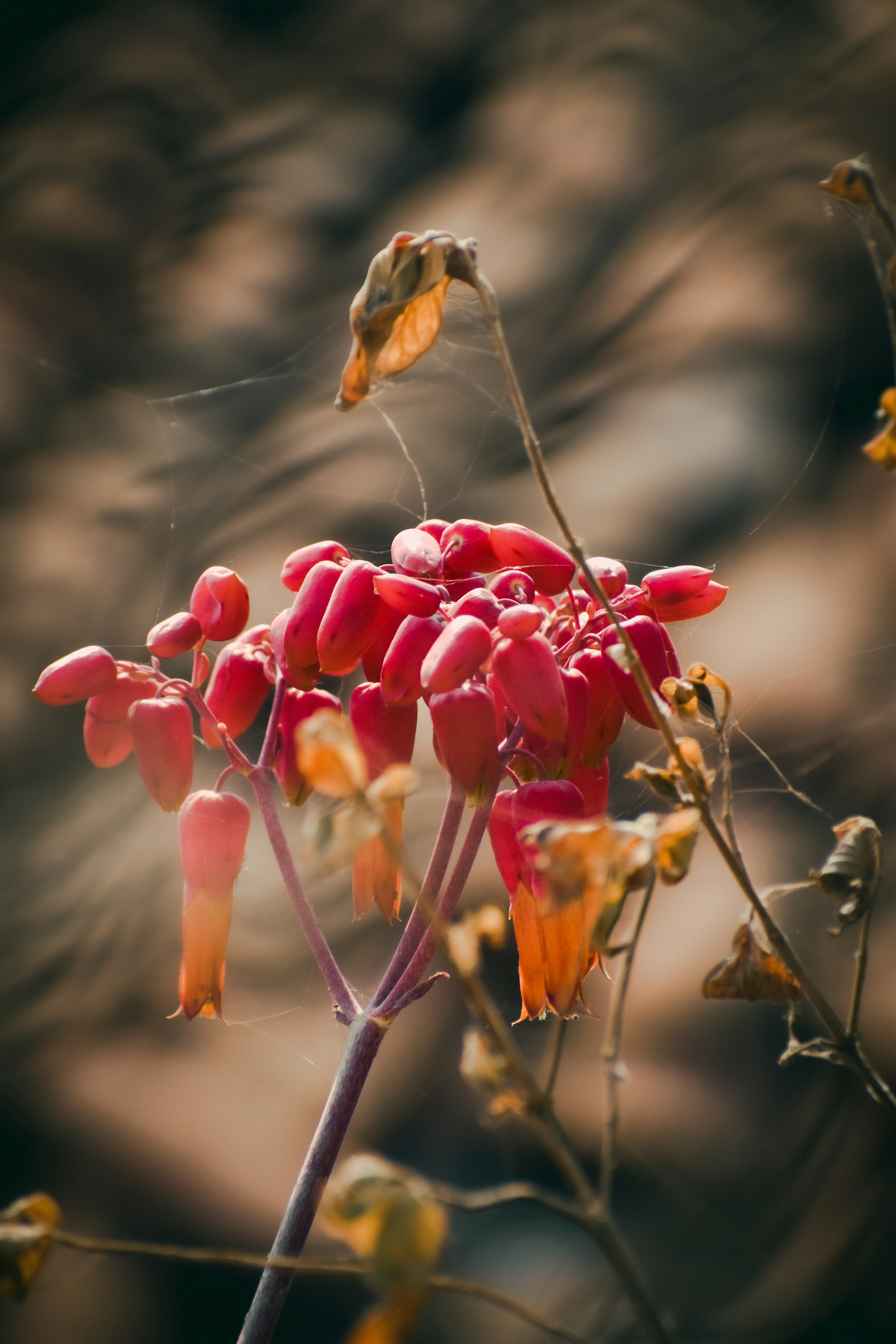 Photo by aashutosh_varma