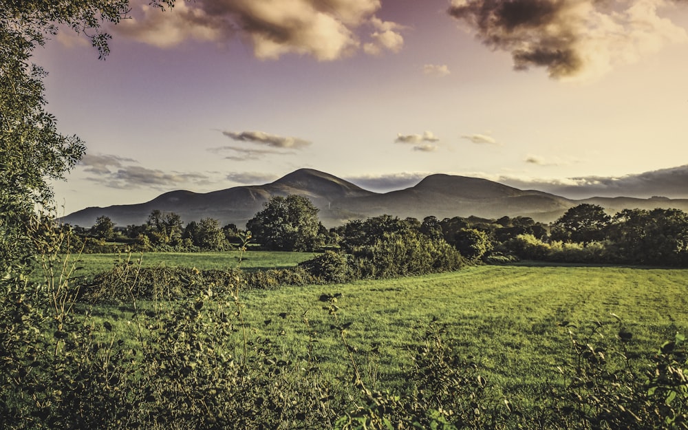 a grassy field with mountains in the background