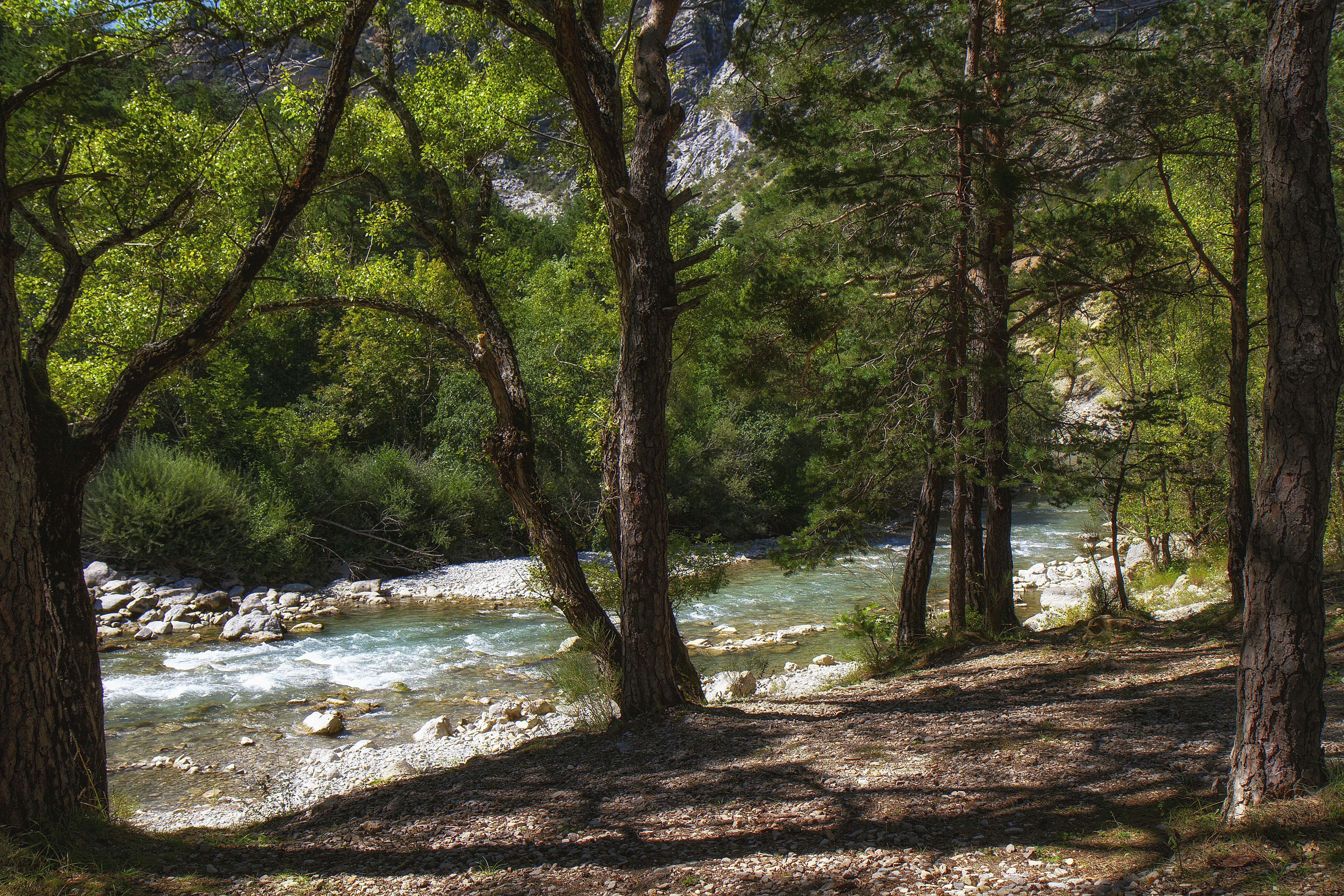 a river running through a forest filled with trees, The start of the grand canyon du verdin in the Provence. Der Anfang der Verdon-Schlucht in der Provence.
