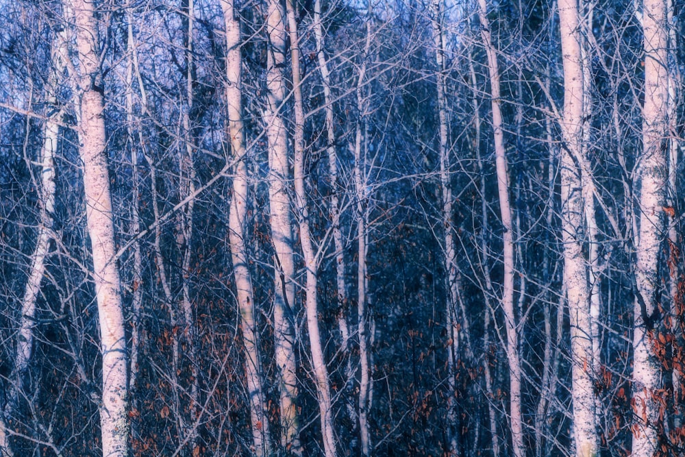 a forest filled with lots of tall trees