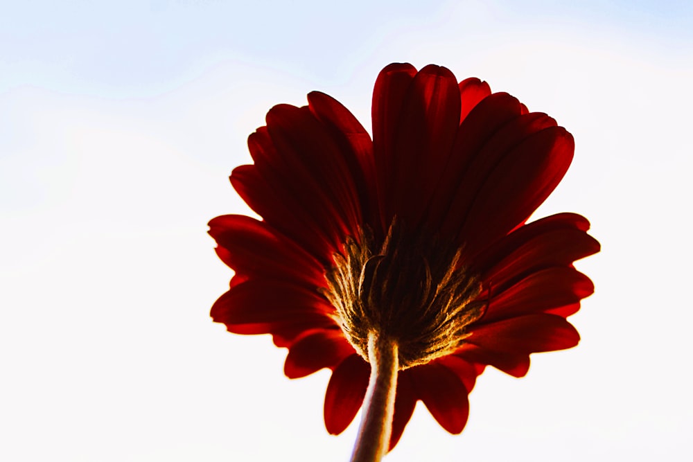 a red flower with a blue sky in the background