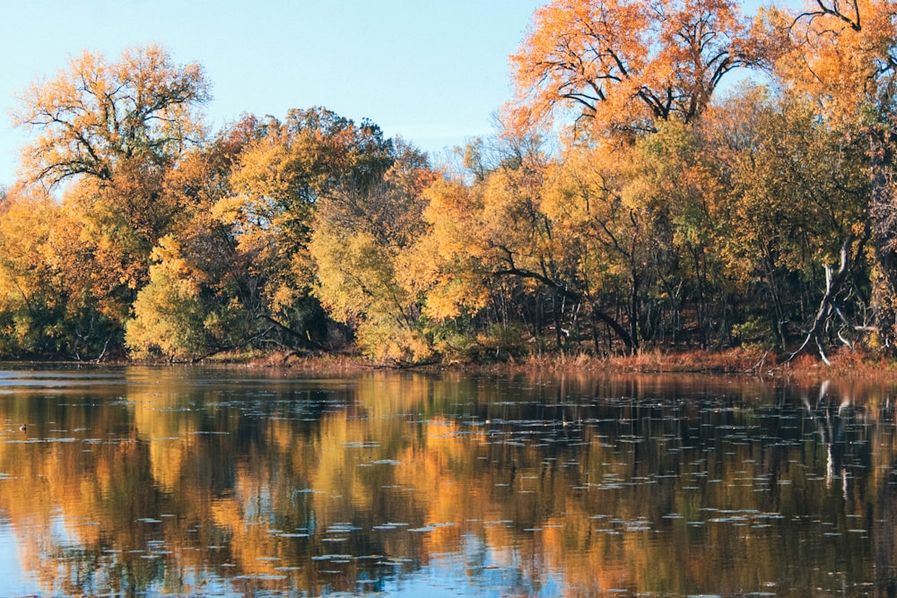 a body of water surrounded by lots of trees