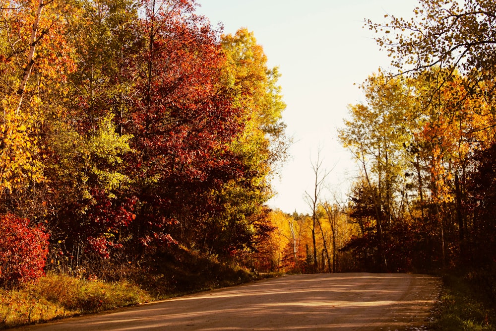 a road surrounded by lots of trees in the fall