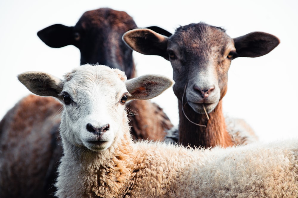 a group of sheep standing next to each other