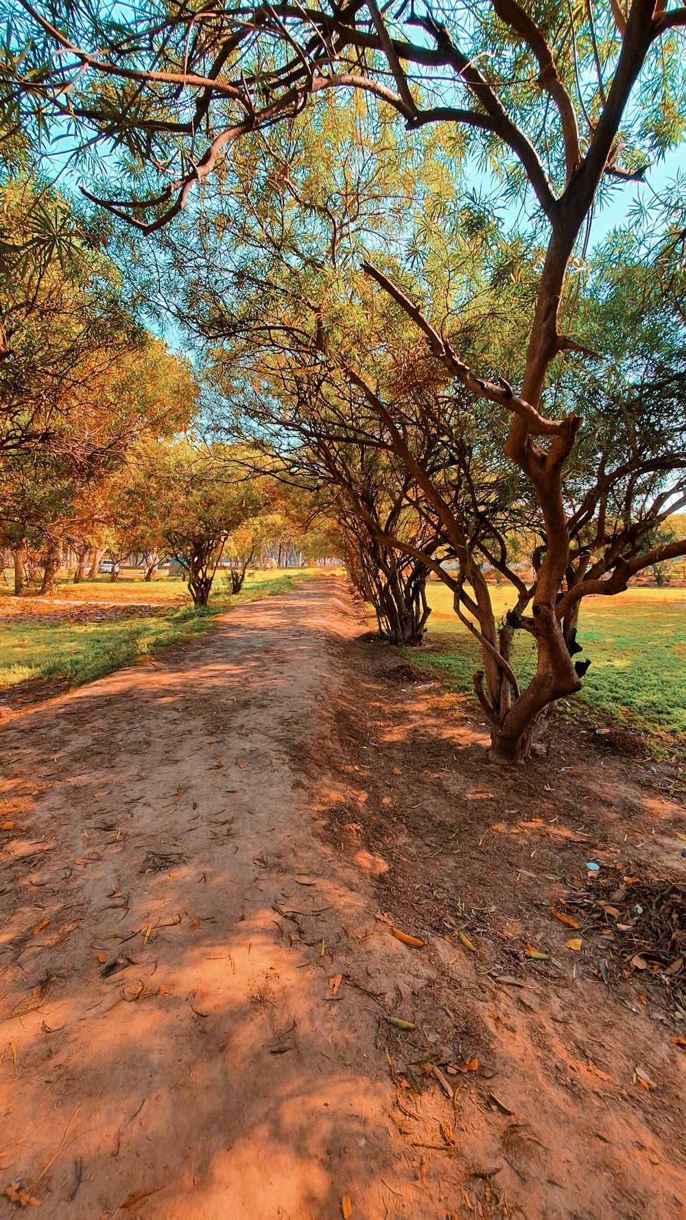 a dirt road surrounded by trees and grass