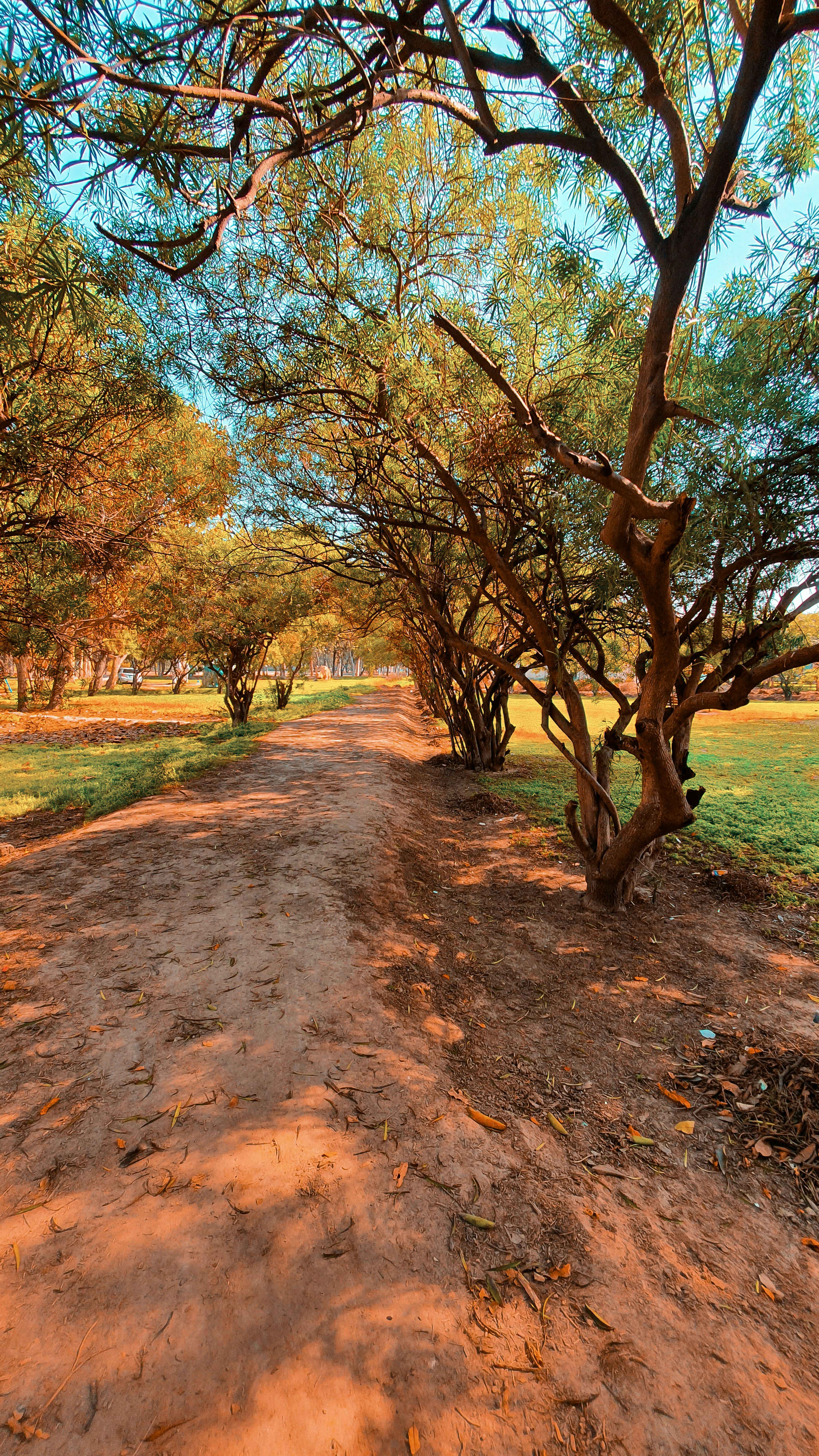 The forests are the sign that shows actual naturing views.