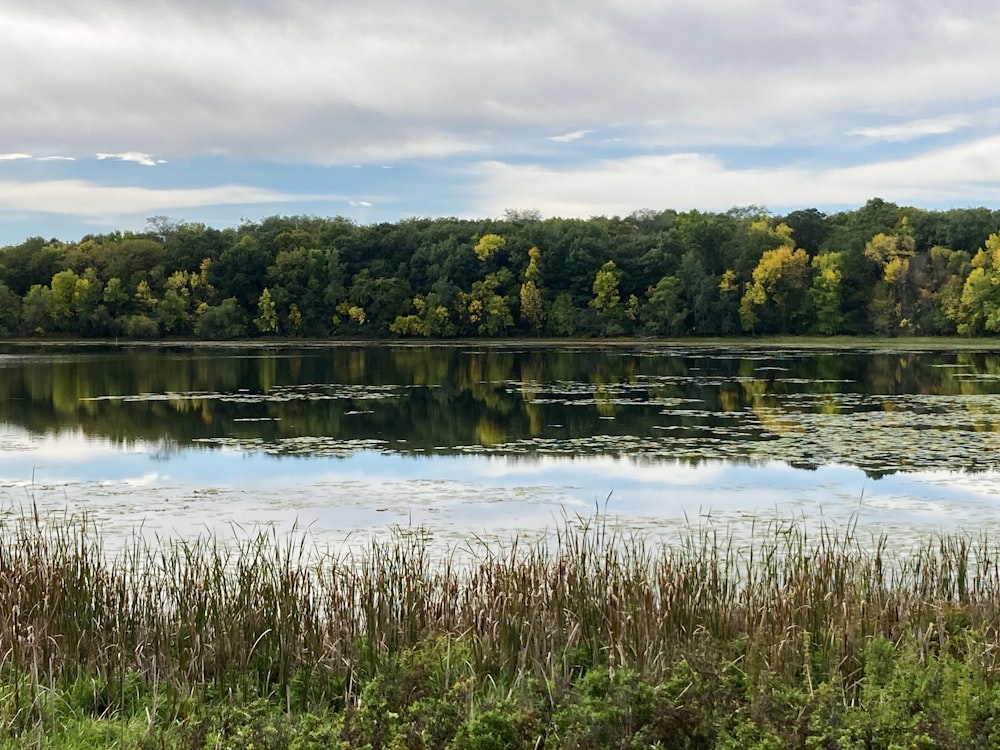 a body of water surrounded by trees and grass