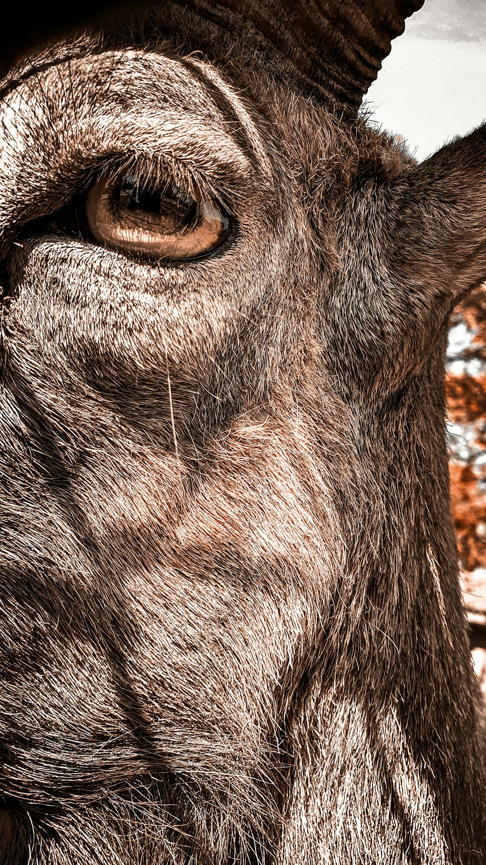 a close up of a goat's face with trees in the background