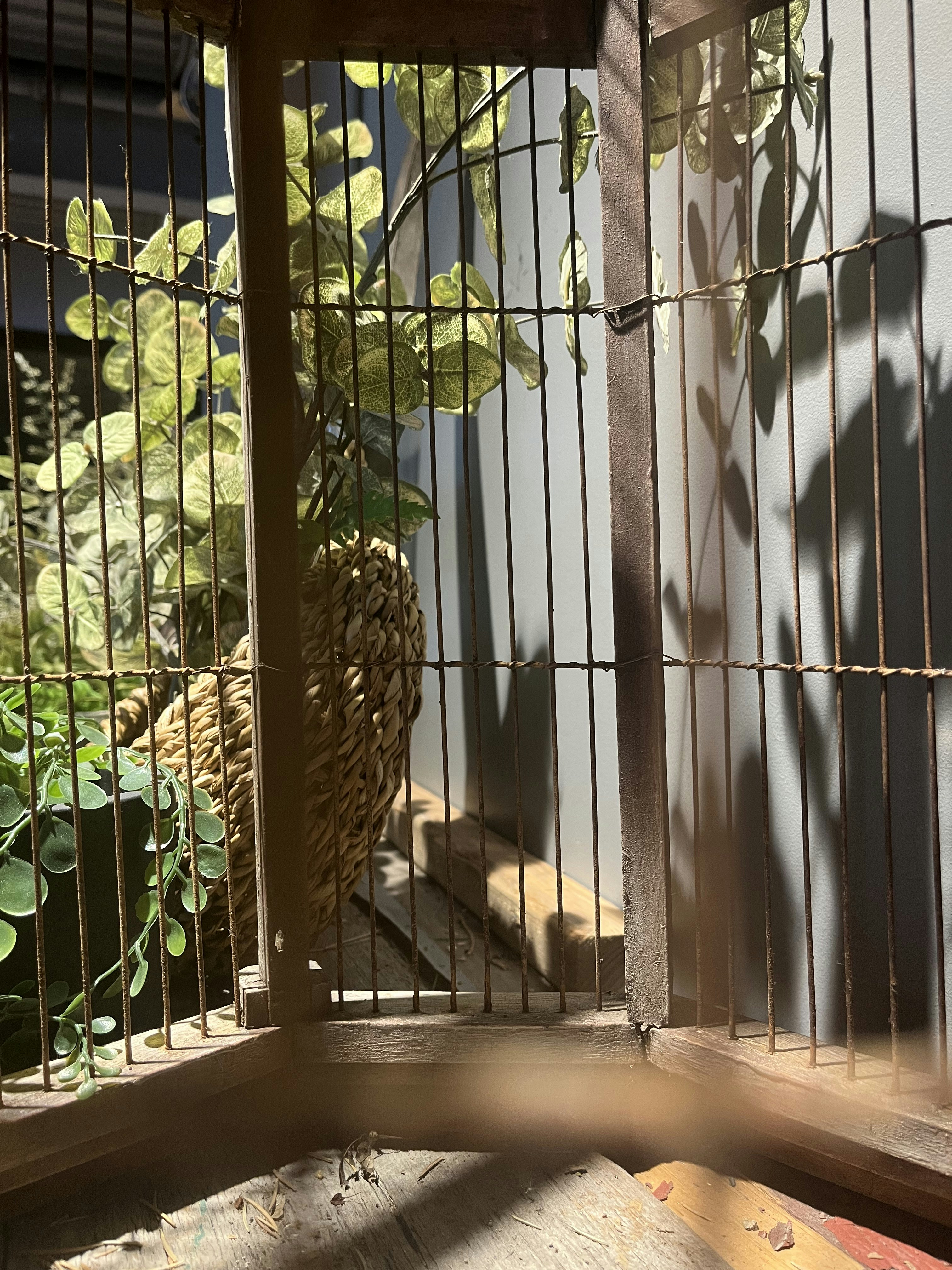 Affordable exotic pet setup with safe enclosure and essential accessories