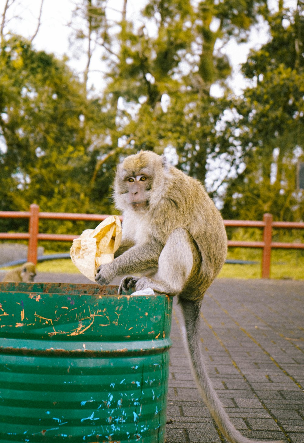 a monkey sitting on top of a green trash can