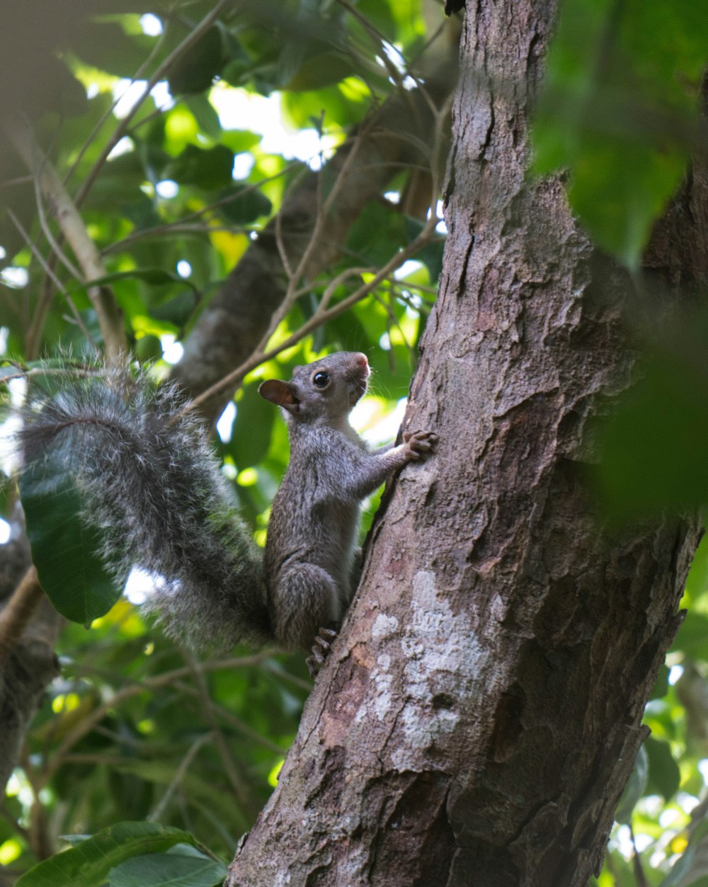 a squirrel is climbing up a tree branch