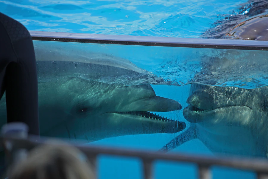 Dolphins swimming in an aquarium tank