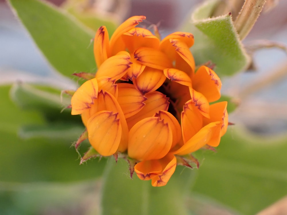 a close up of a small orange flower