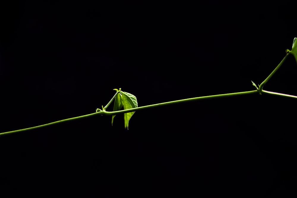 a single flower bud on a twig in the dark
