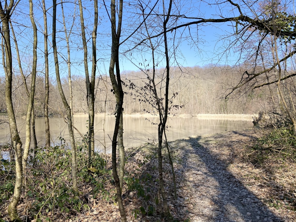 Un camino en el bosque que conduce a un lago