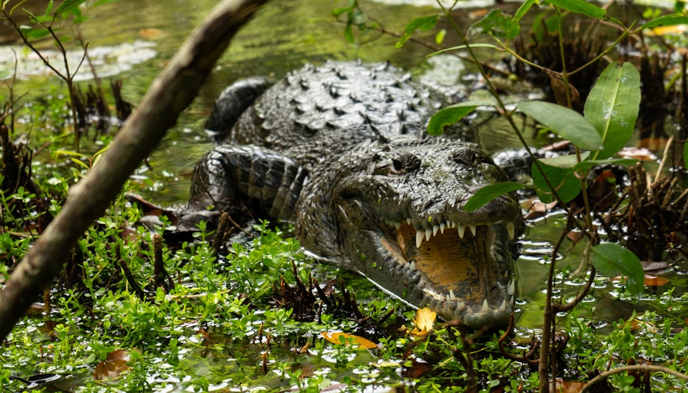 a large alligator sitting in a swampy area