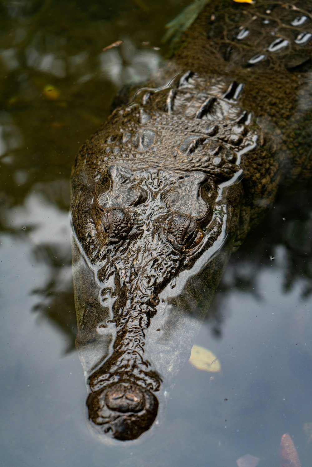an alligator's head is reflected in the water