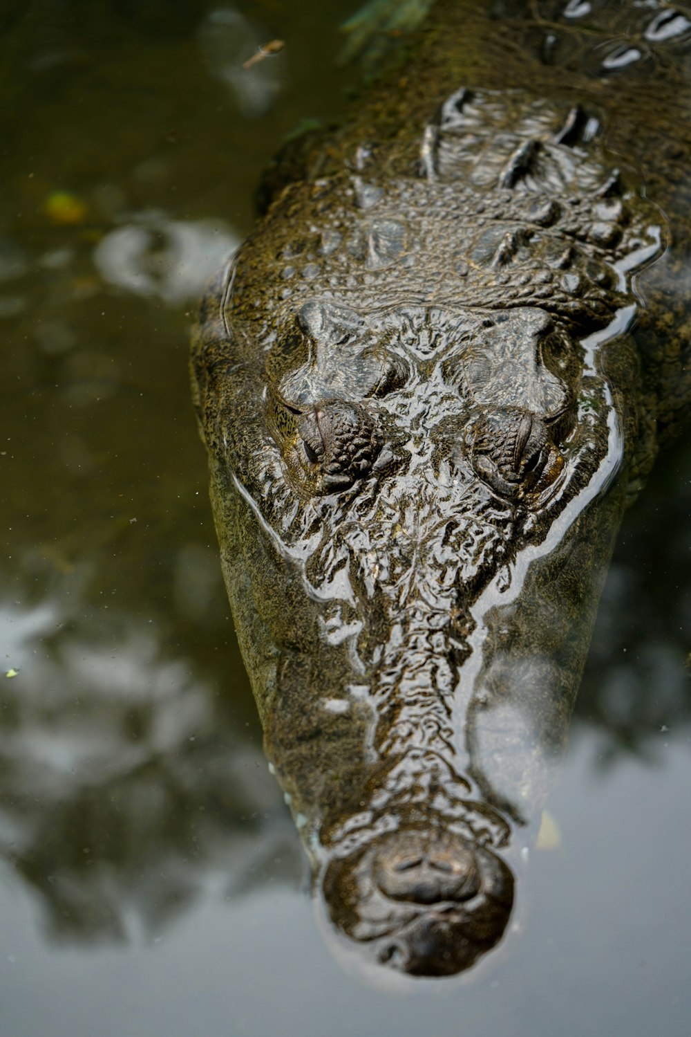 a close up of a crocodile's head in the water