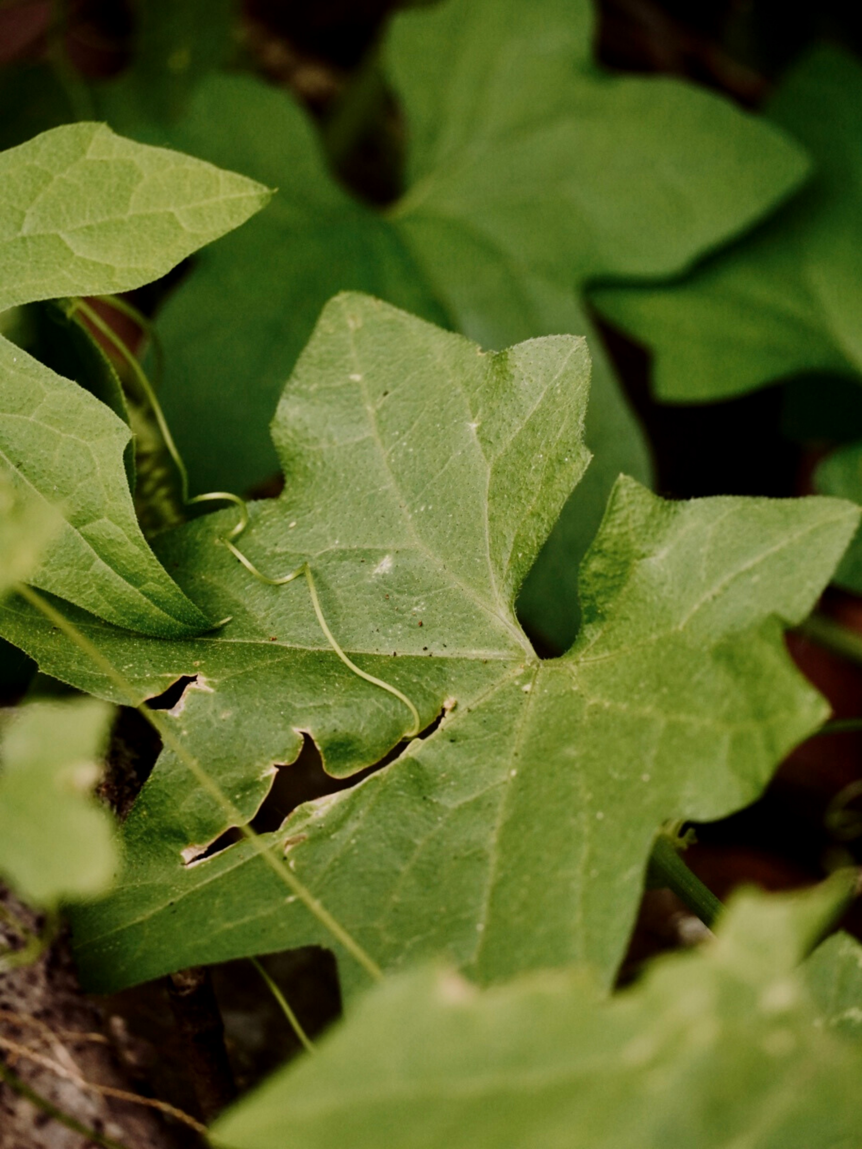 Photo by cdsaunders04