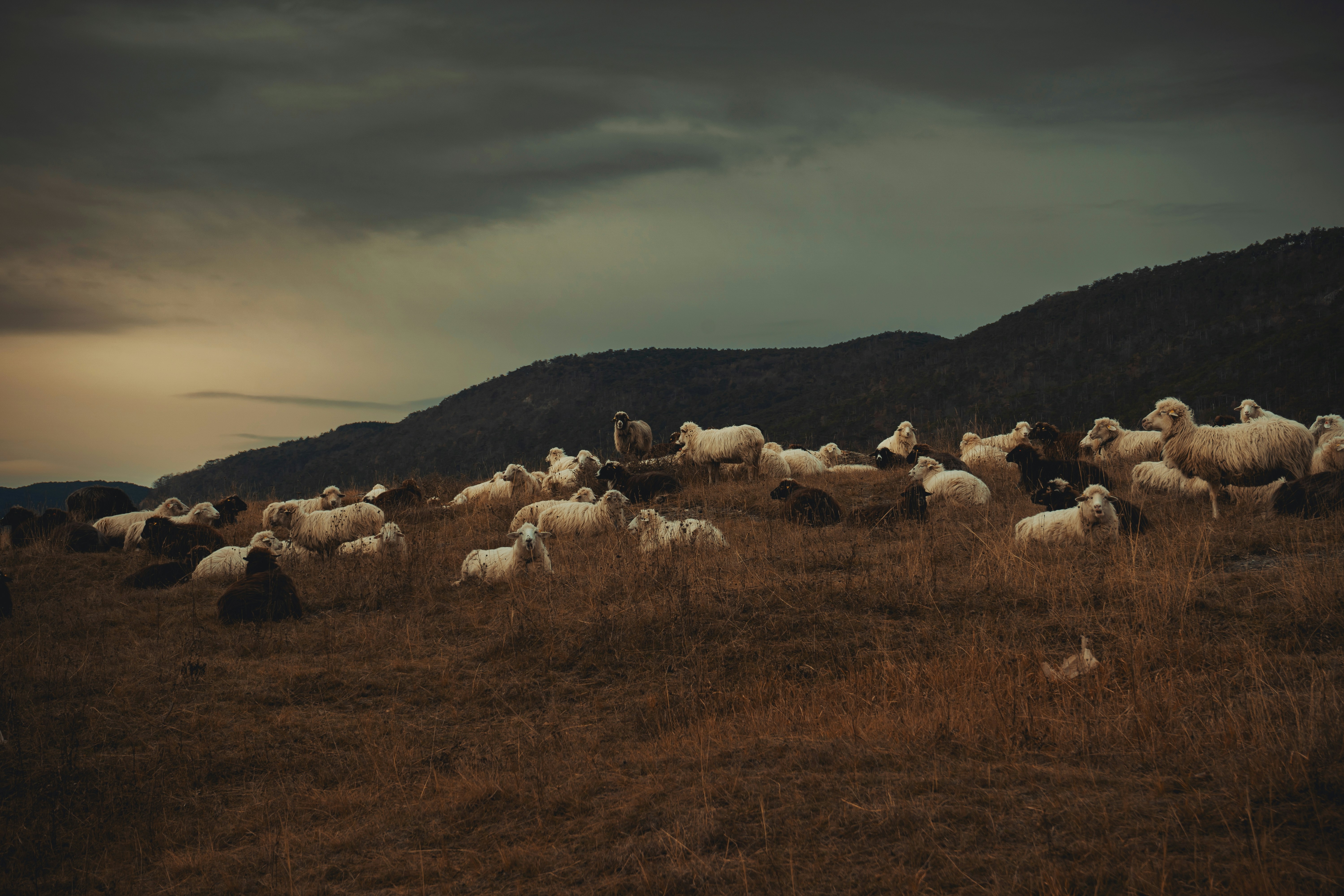 a herd of sheep standing on top of a grass covered field