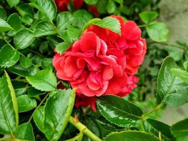 A vibrant floral tattoo design showcasing roses and leaves.