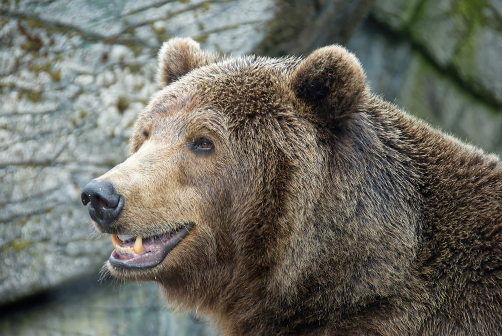 a large brown bear standing next to a stone wall