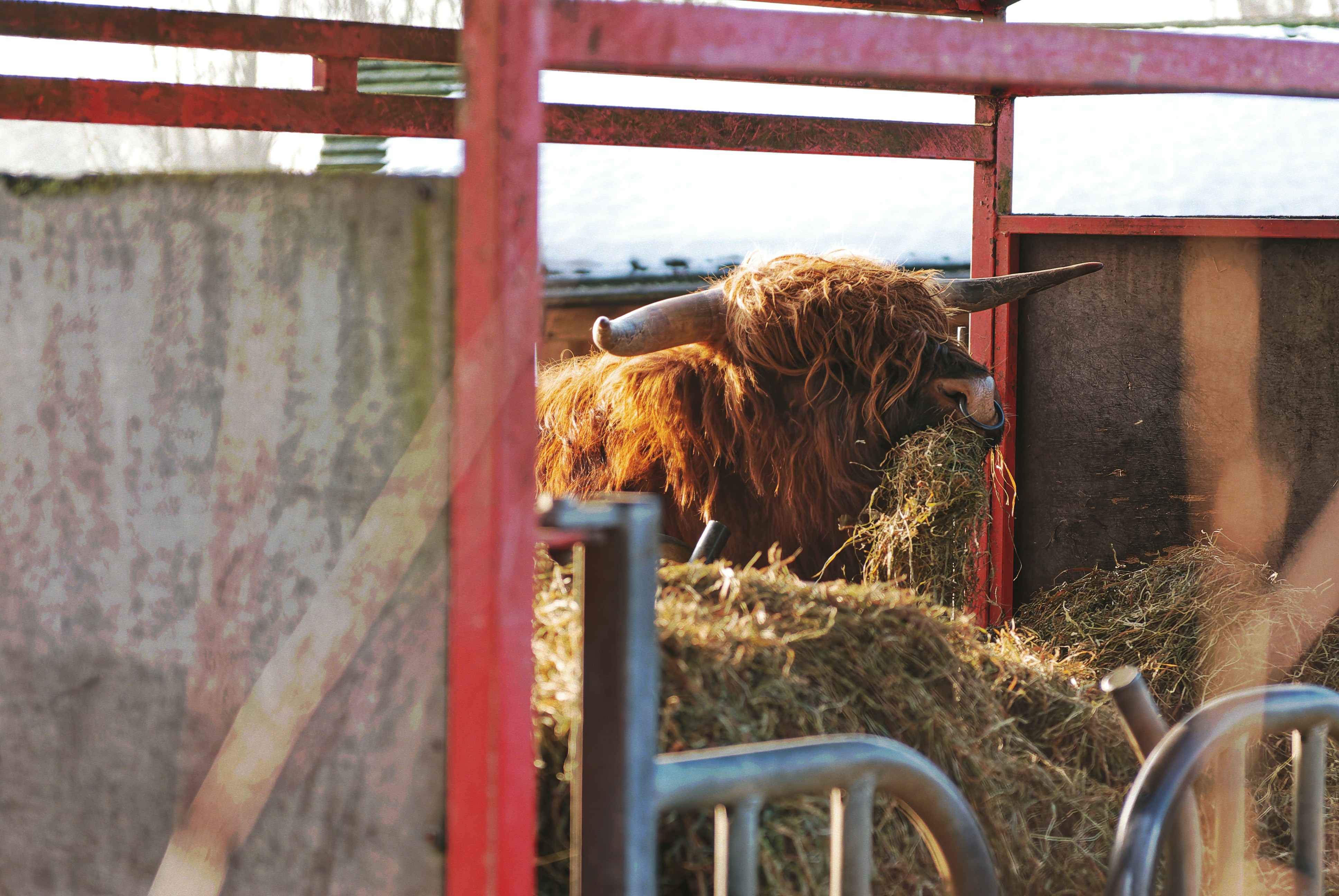 a yak is eating hay in a pen