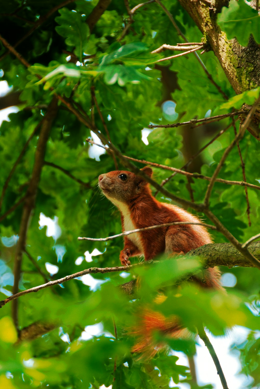 ein Eichhörnchen, das auf einem Ast in einem Wald sitzt