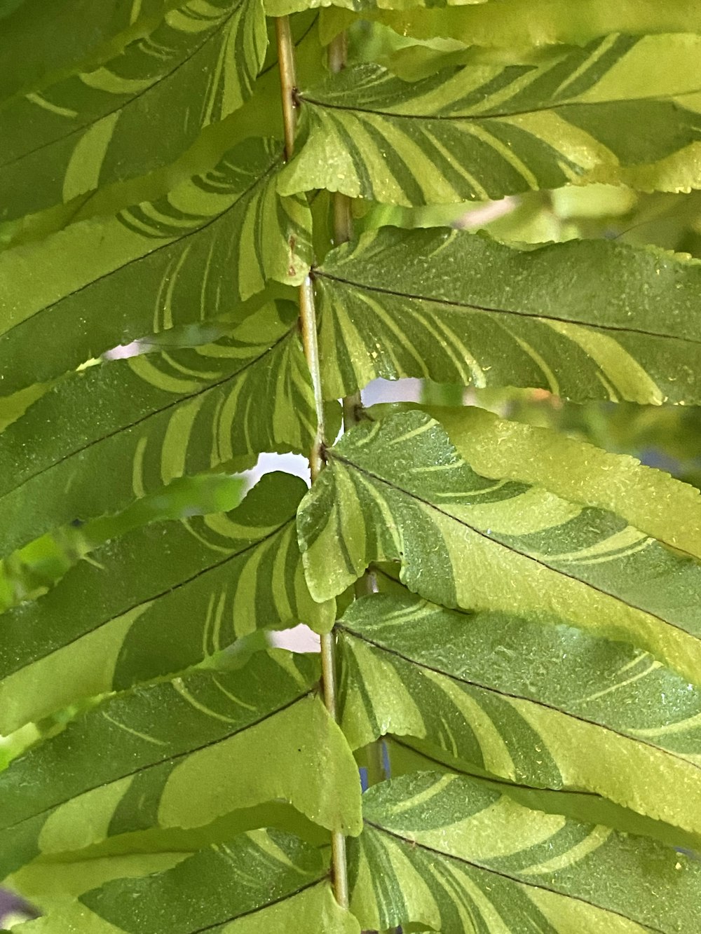 a close up of a green leaf on a tree