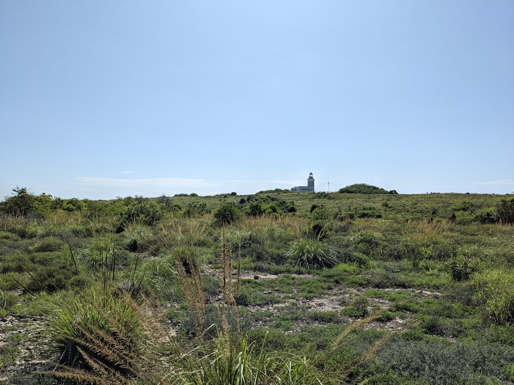a grassy field with a light house in the distance