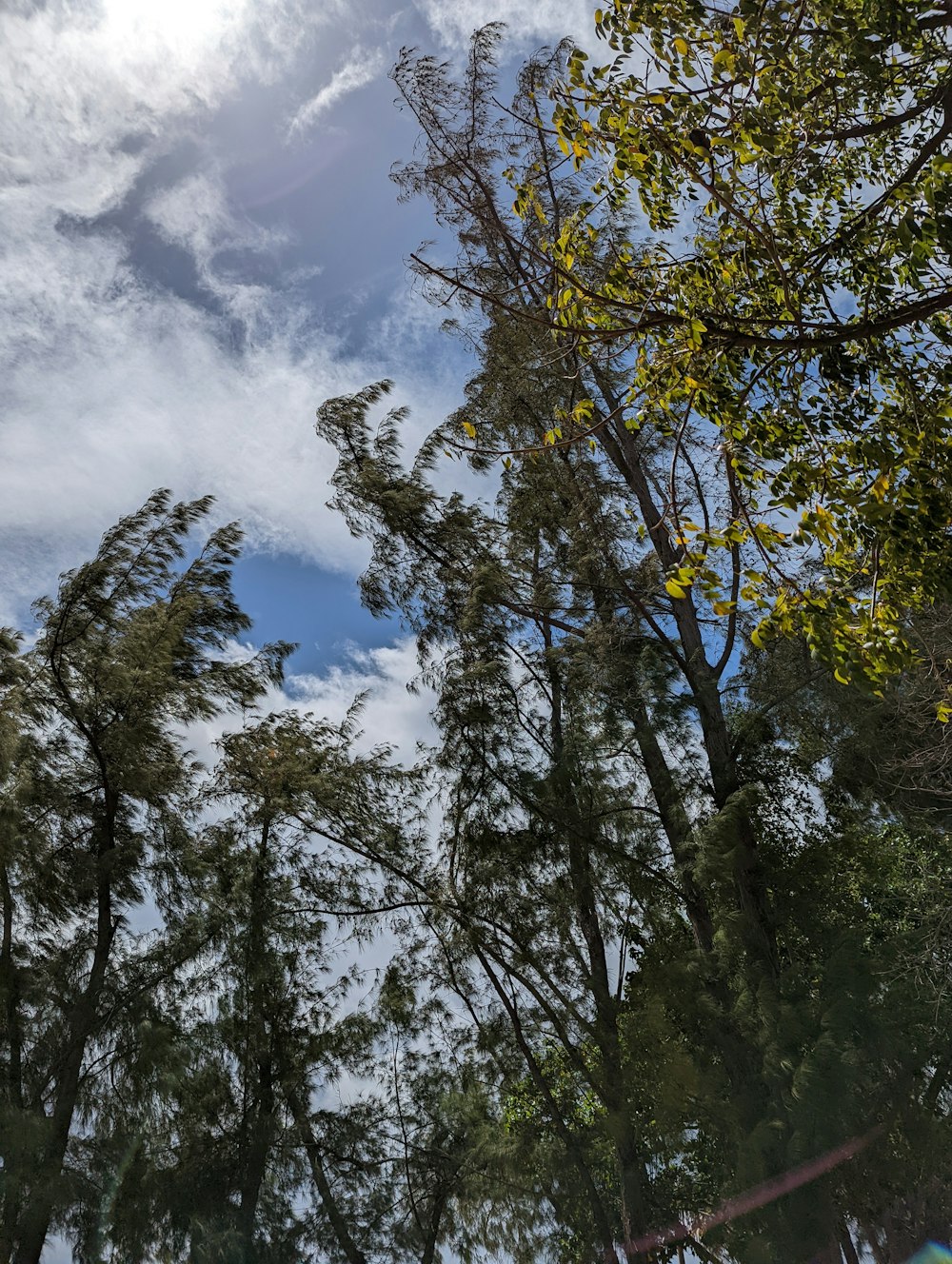 trees blowing in the wind on a sunny day