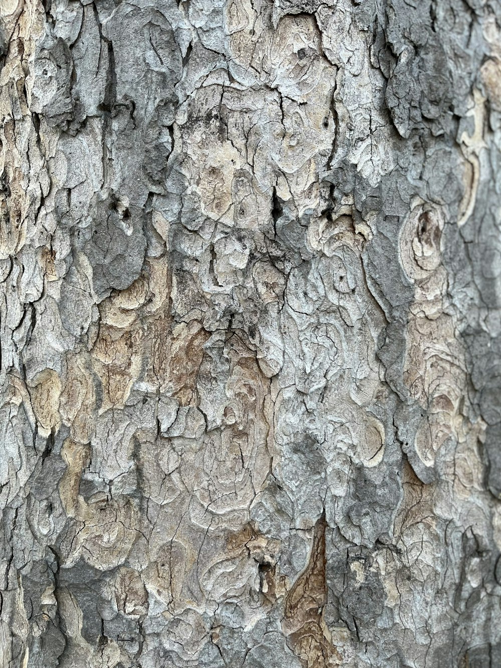 a close up of the bark of a tree