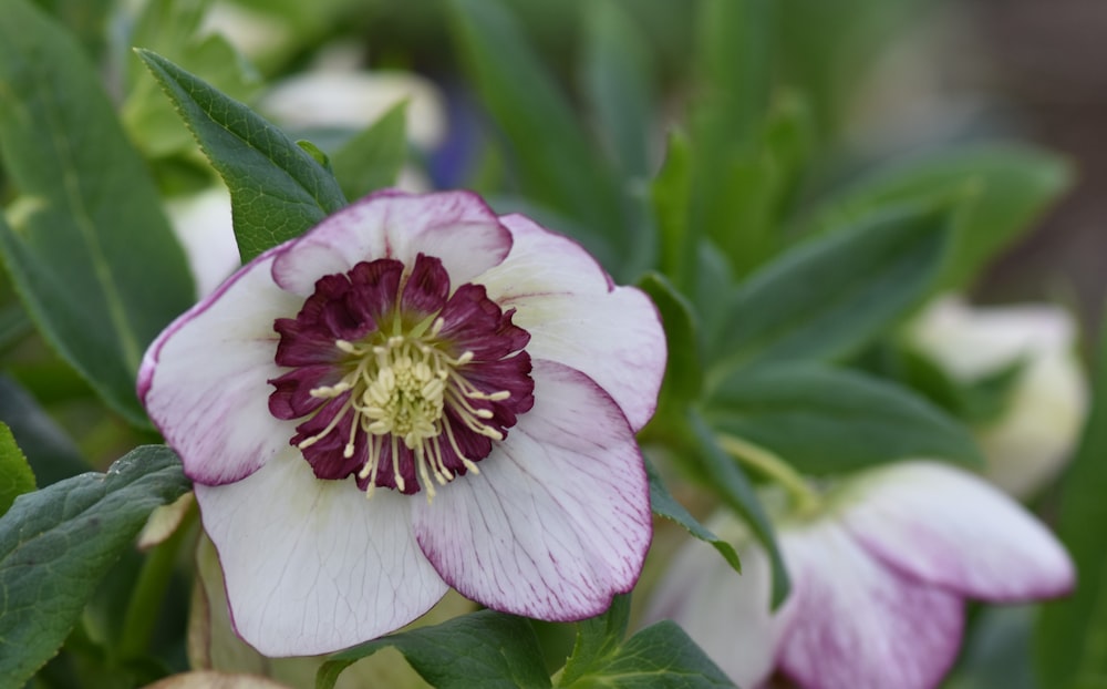 a white and purple flower with green leaves