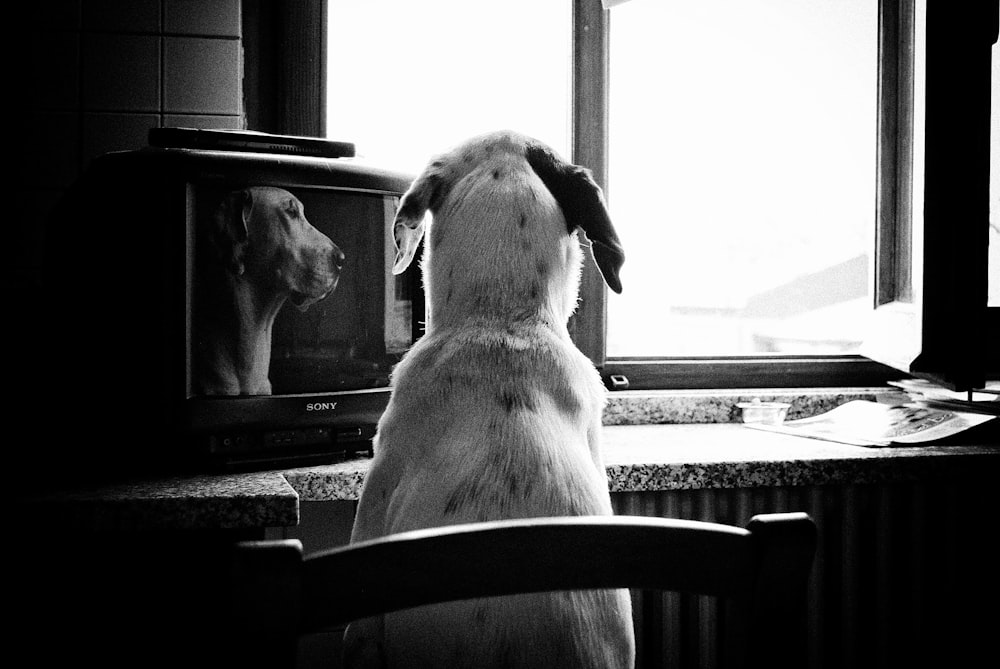 a dog sitting in a chair watching a television