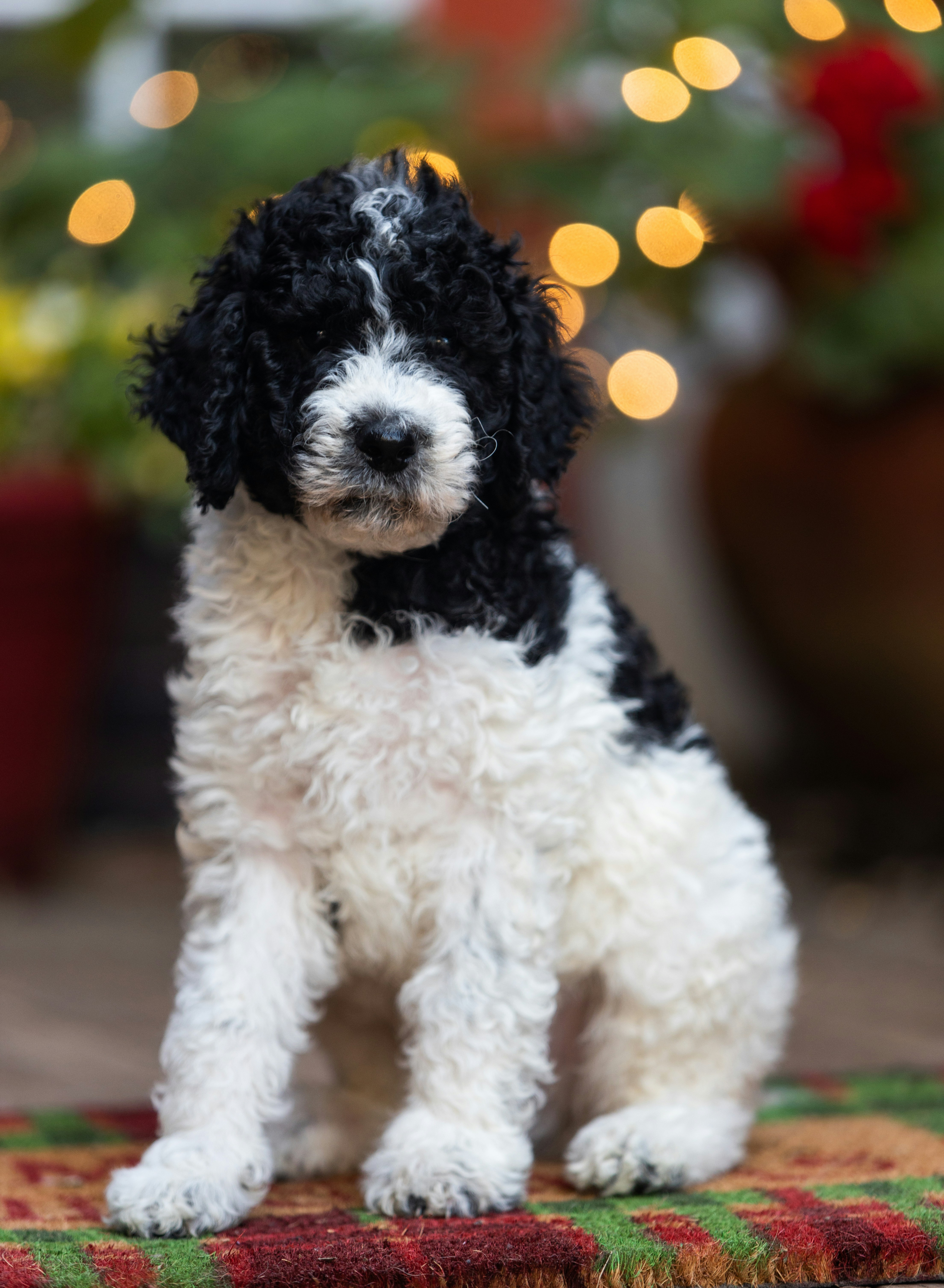 Photo by matthewelancaster