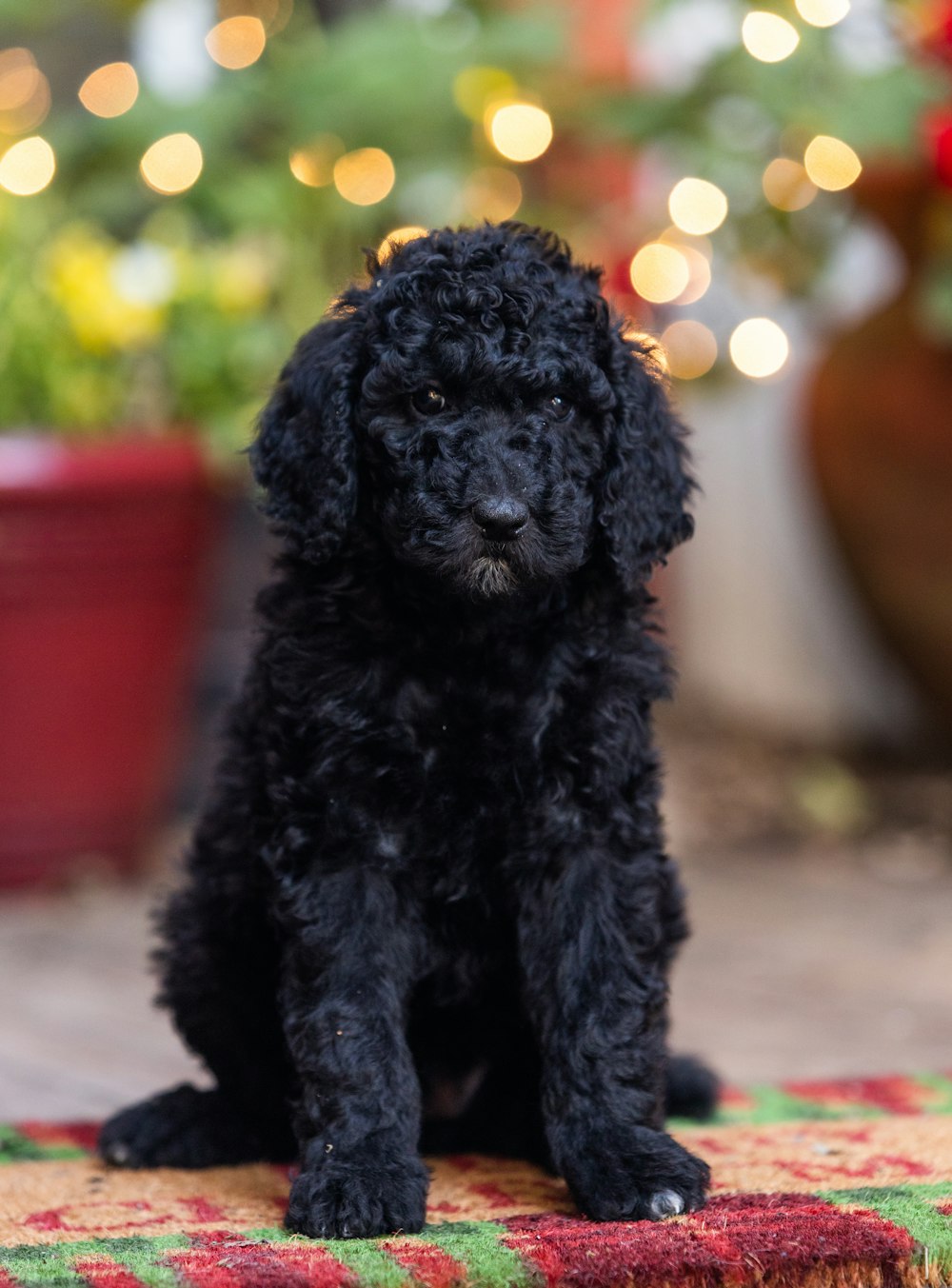 a small black dog sitting on top of a rug