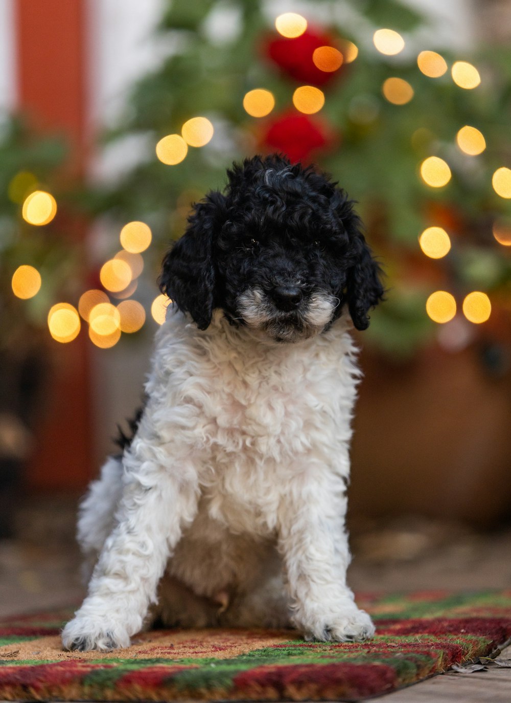 a small black and white dog sitting in front of a christmas tree