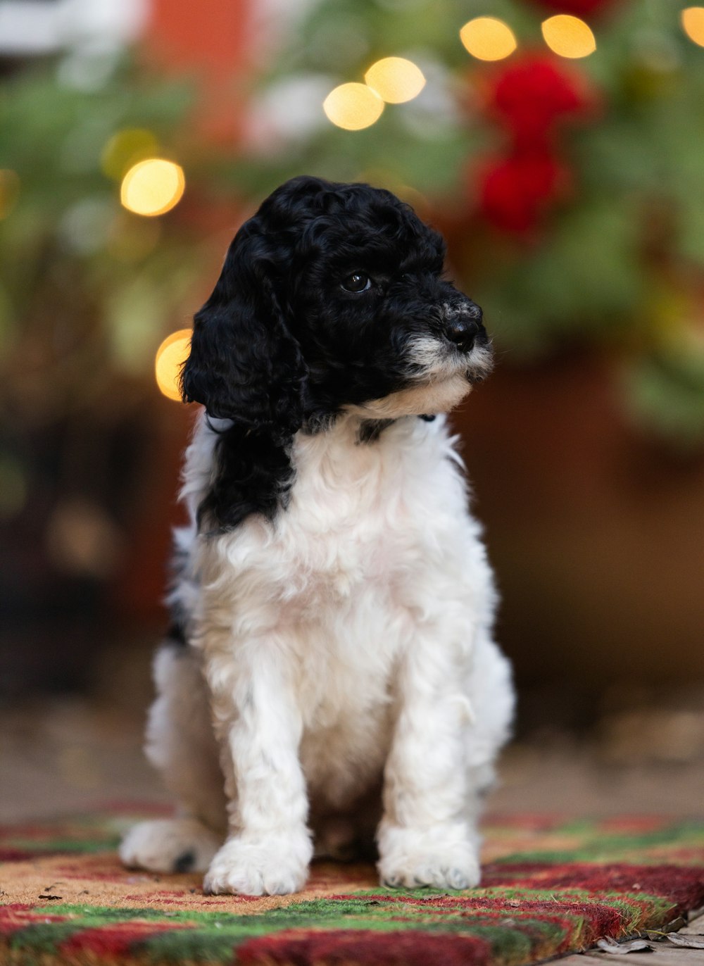 a small black and white dog sitting on a rug