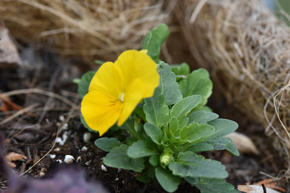 a yellow flower is growing in the dirt