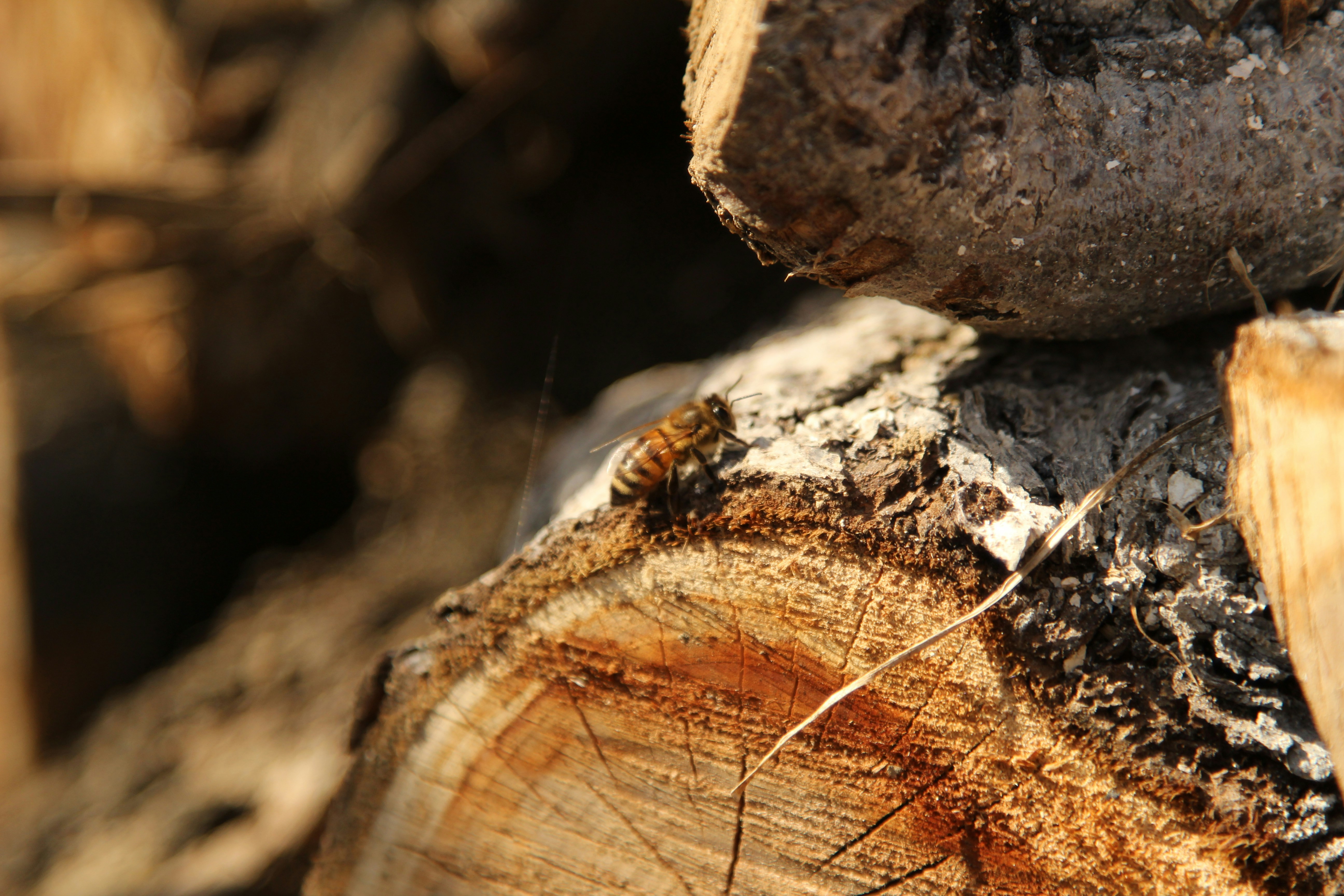 Photo by corinabianca