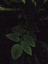 a close up of a green leafy plant
