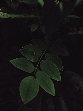 a close up of a green leafy plant