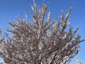 A beautiful cherry blossom tree in full bloom.
