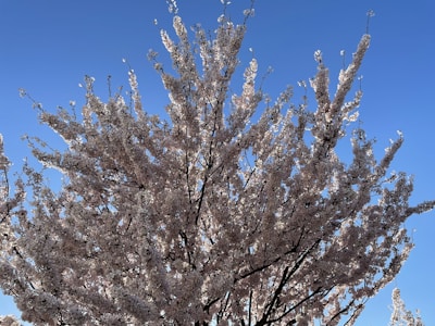 A beautiful cherry blossom tree in full bloom.