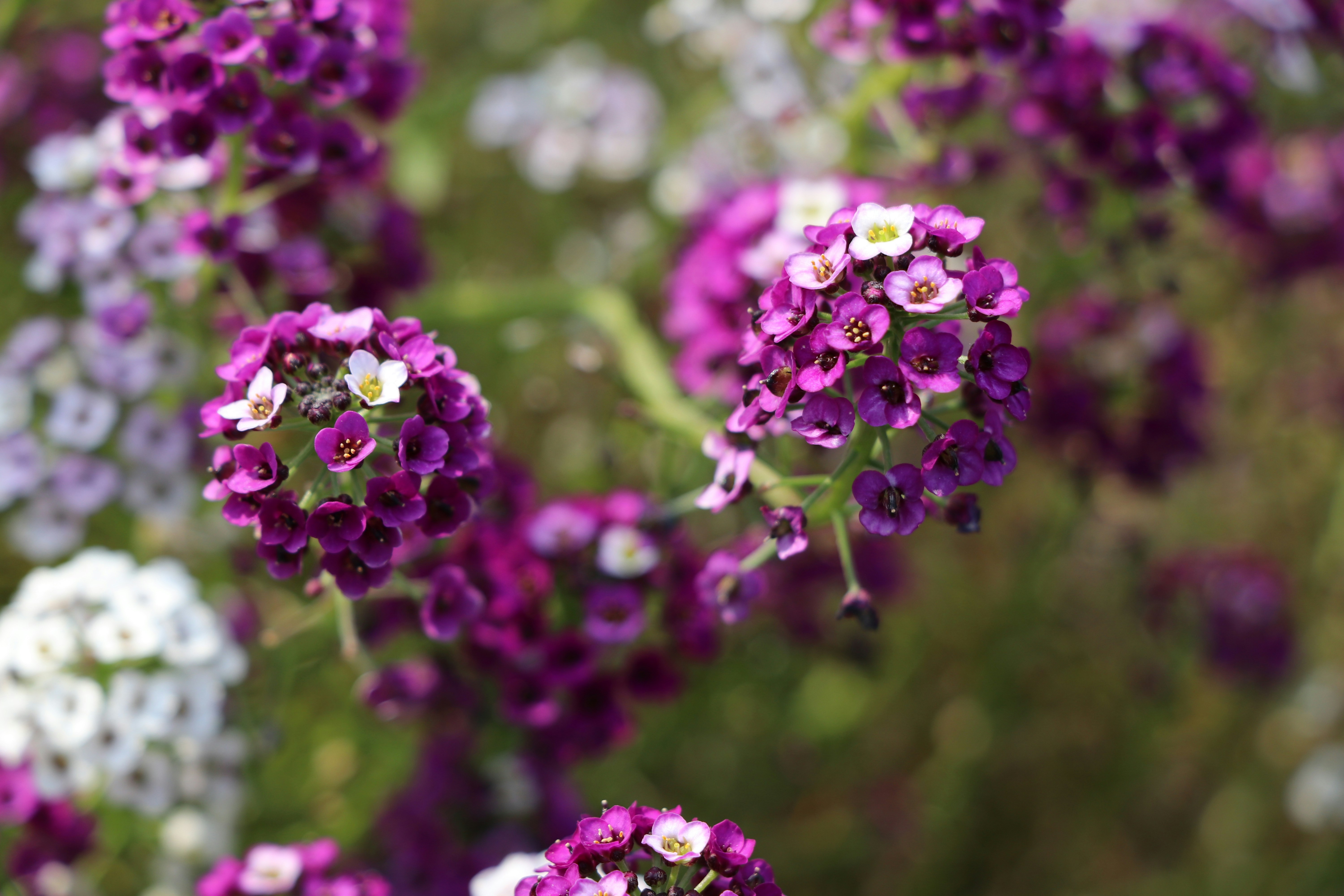 Photo by mohammadrezaphoto