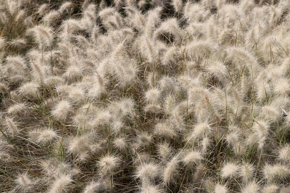 a field of tall grass with lots of white flowers