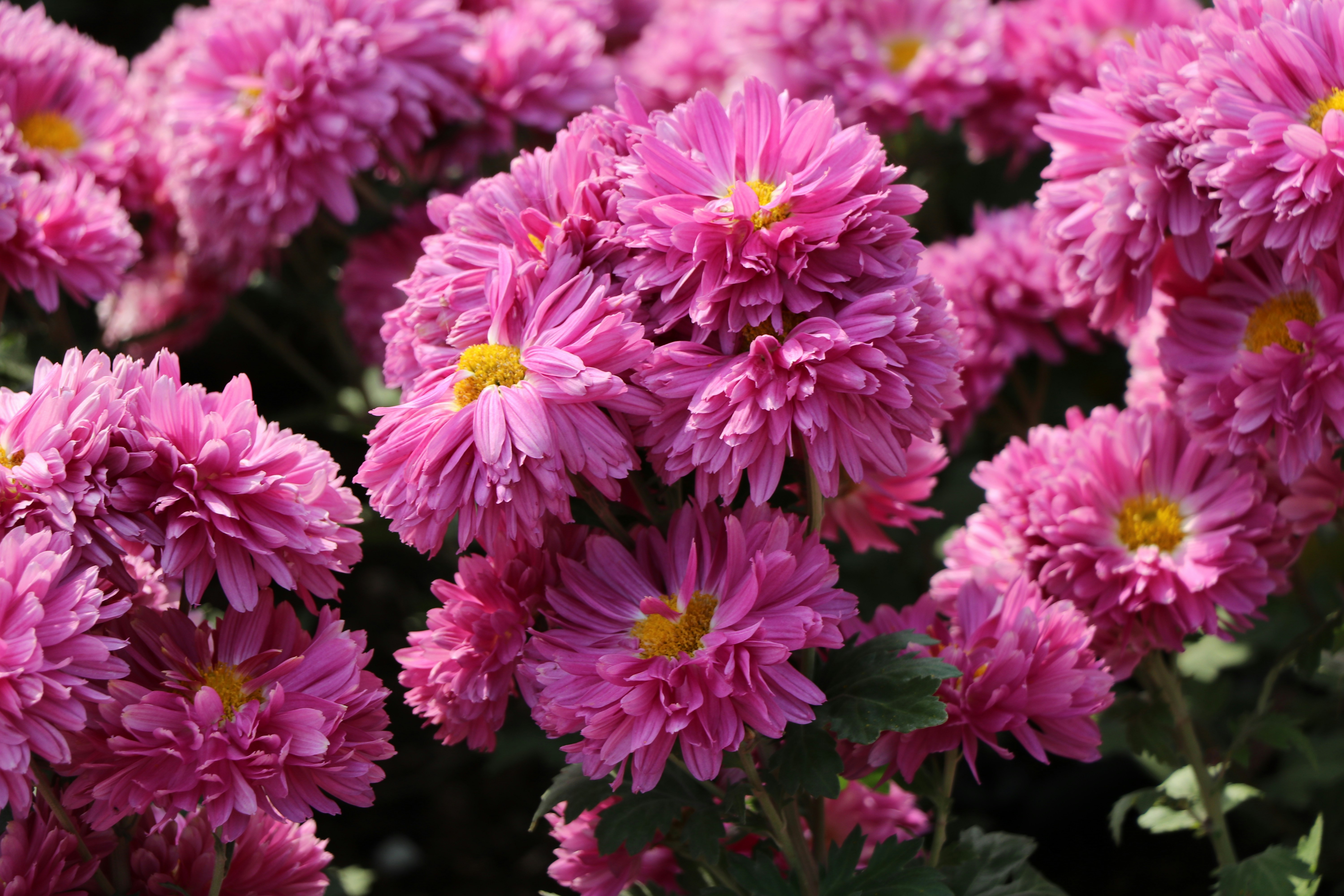 Photo by mohammadrezaphoto