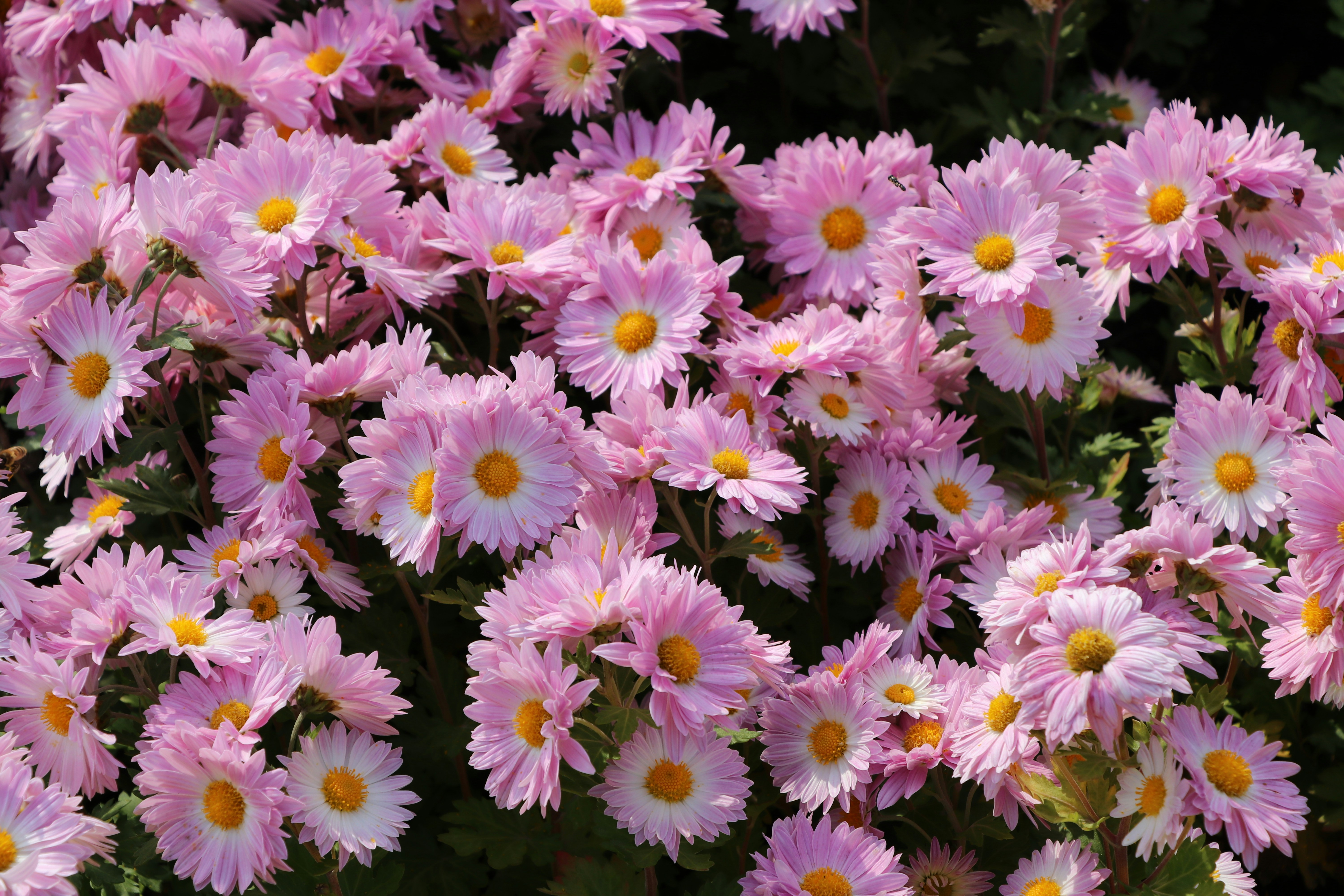 Photo by mohammadrezaphoto